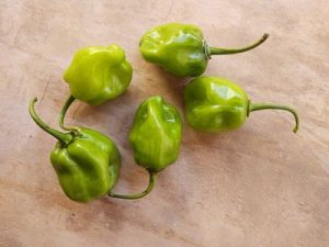 Chile habanero (5 piezas)