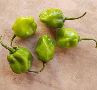 Chile habanero (5 piezas)