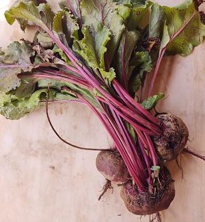 Remolacha sin hojas (2 pieza)