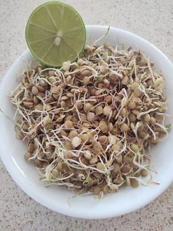 Germinado de lenteja (bolsita)