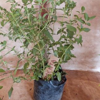 Planta de menta