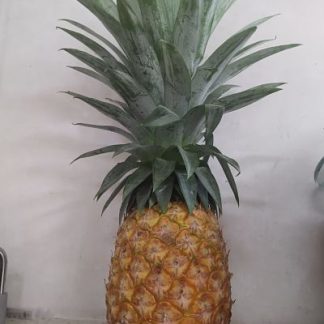 Piña (pieza)