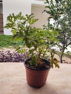 Planta de citronella