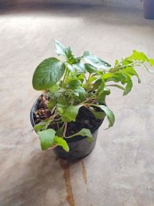 Planta de hierbabuena