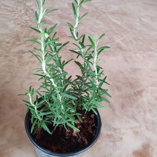 Planta de romero