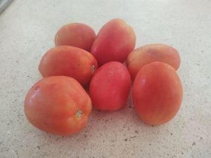 Tomate agroecológico saladet (kilo)