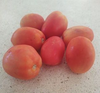 Tomate agroecológico saladet (kilo)