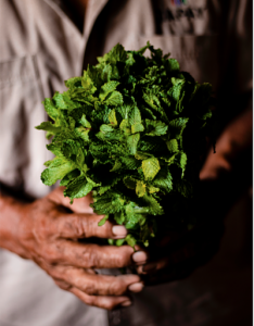 Hierbabuena (manojo)