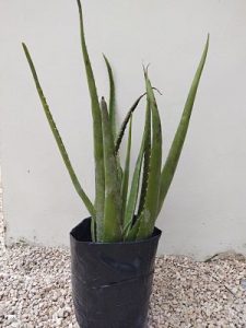 Planta de sábila