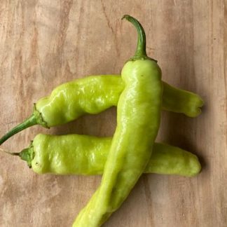 Chile Xcatik (3 piezas)