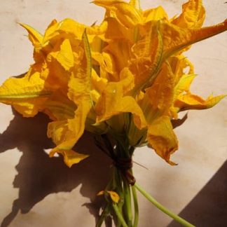 Flor de calabaza (10 piezas)