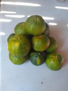 Mandarina local (kilo)