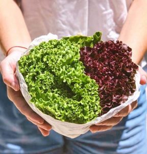 Mix de lechuga roja y verde