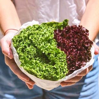 Mix de lechuga roja y verde