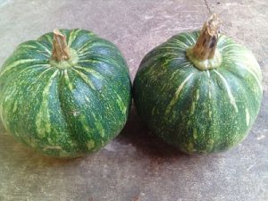 Calabaza xtop o xcayta