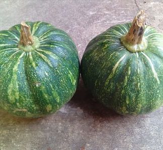 Calabaza xtop o xcayta