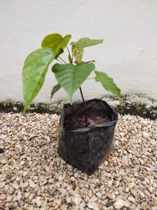 Planta de achiote
