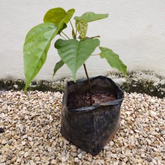 Planta de achiote