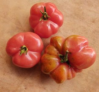 Tomate criollo agroecológico rosa pak (kilo)