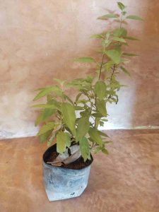 Orégano de hoja chica