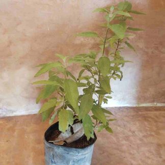 Orégano de hoja chica