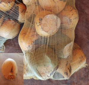 Huacal de cocos sin pelar (20 pz)